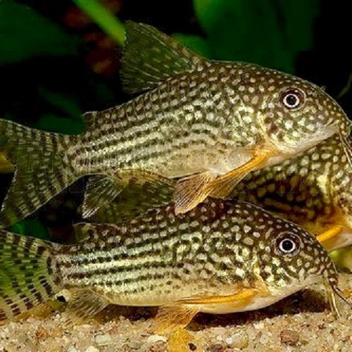 Corydoras sterbae - Orangeflossen panzerwels M (2.8-3 cm)
